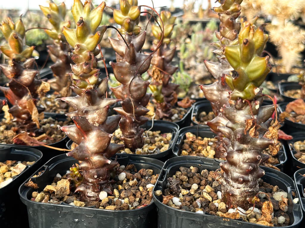 【園主おまかせ・入門株】ベイセリア・メキシカーナ