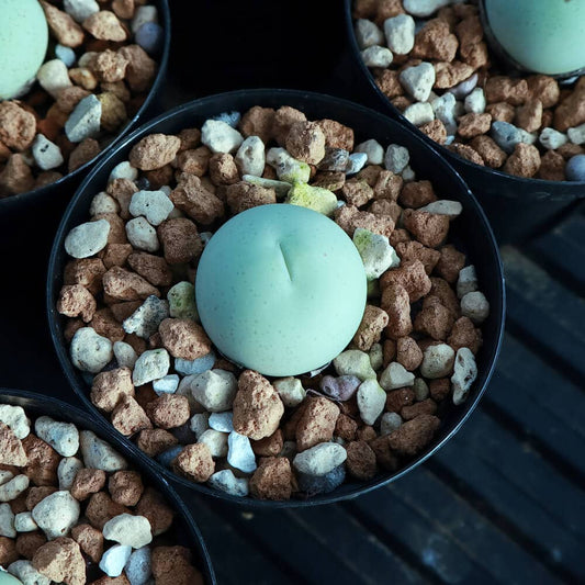 【園主おまかせ・入門株】 コノフィツム・カルキュラス Conophytum calculus