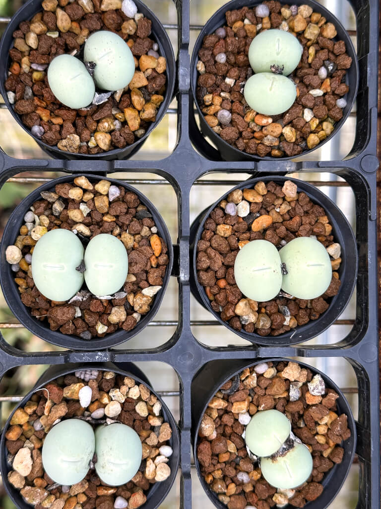 コノフィツム(Conophytum) – プラントブラザーズ