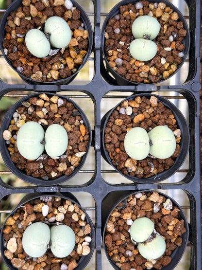 【園主おまかせ・入門株】コノフィツム・カルキュラス