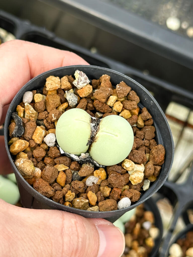 コノフィツム(Conophytum) – プラントブラザーズ