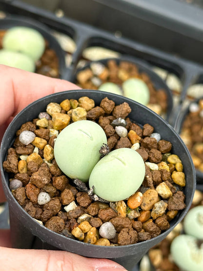 【園主おまかせ・入門株】コノフィツム・カルキュラス