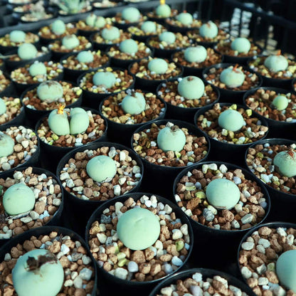 【園主おまかせ・入門株】 コノフィツム・カルキュラス Conophytum calculus