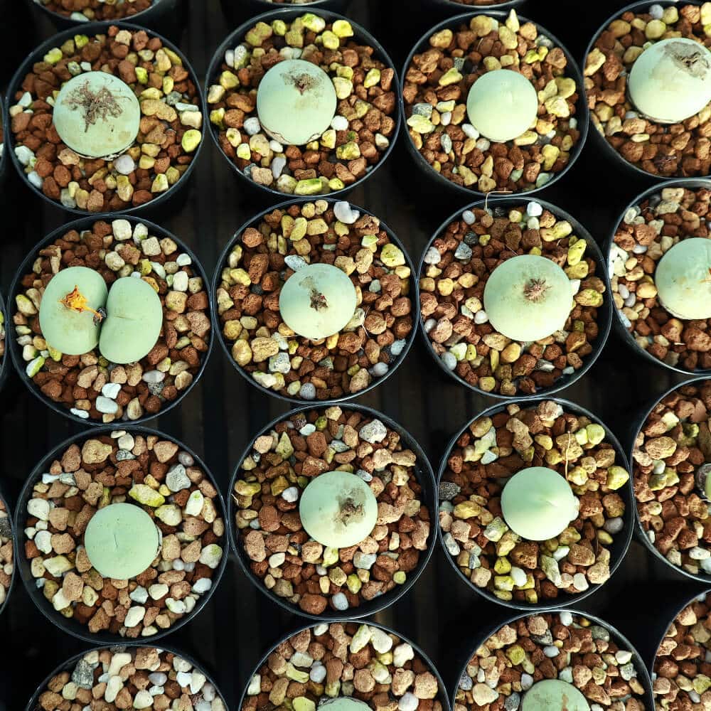【園主おまかせ・入門株】 コノフィツム・カルキュラス Conophytum calculus