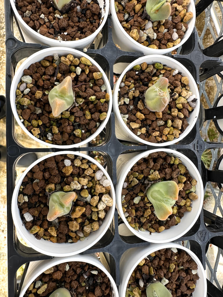コノフィツム(Conophytum) – プラントブラザーズ
