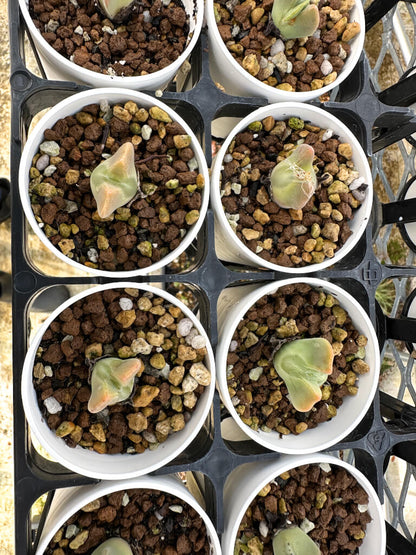 【園主おまかせ・入門株】コノフィツム・レガレ SB793