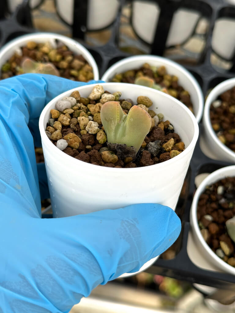 【園主おまかせ・入門株】コノフィツム・レガレ SB793