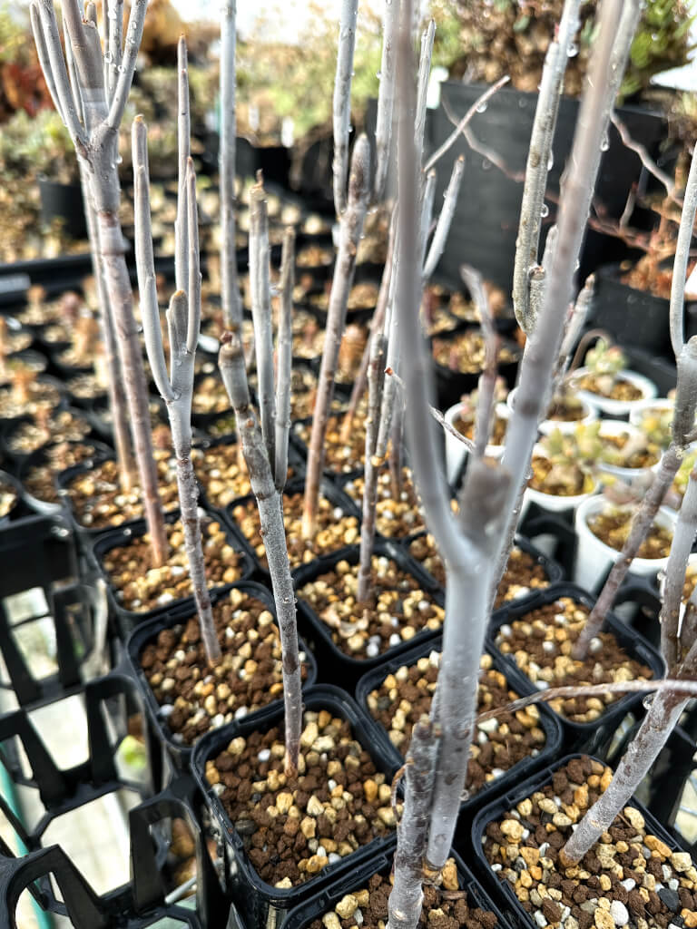 【園主おまかせ・入門株】ユーフォルビア・アルブスクラ