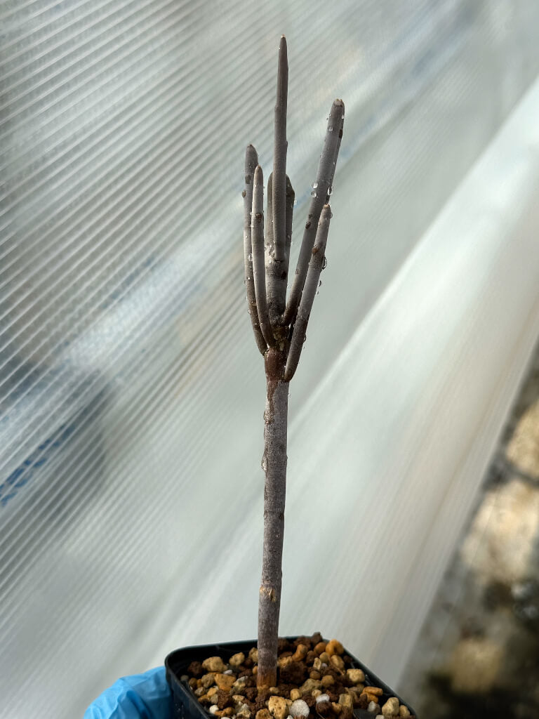 【園主おまかせ・入門株】ユーフォルビア・アルブスクラ