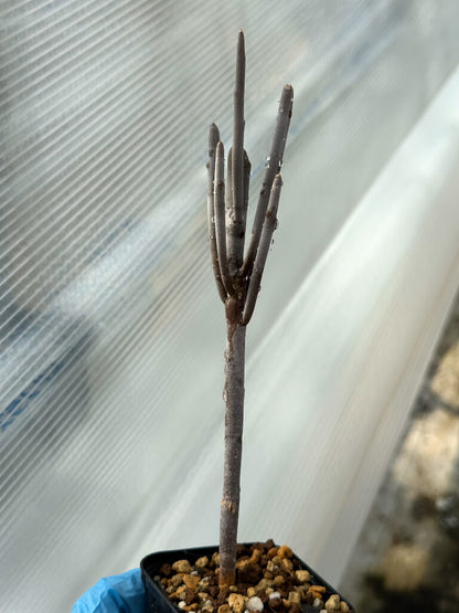 【園主おまかせ・入門株】ユーフォルビア・アルブスクラ