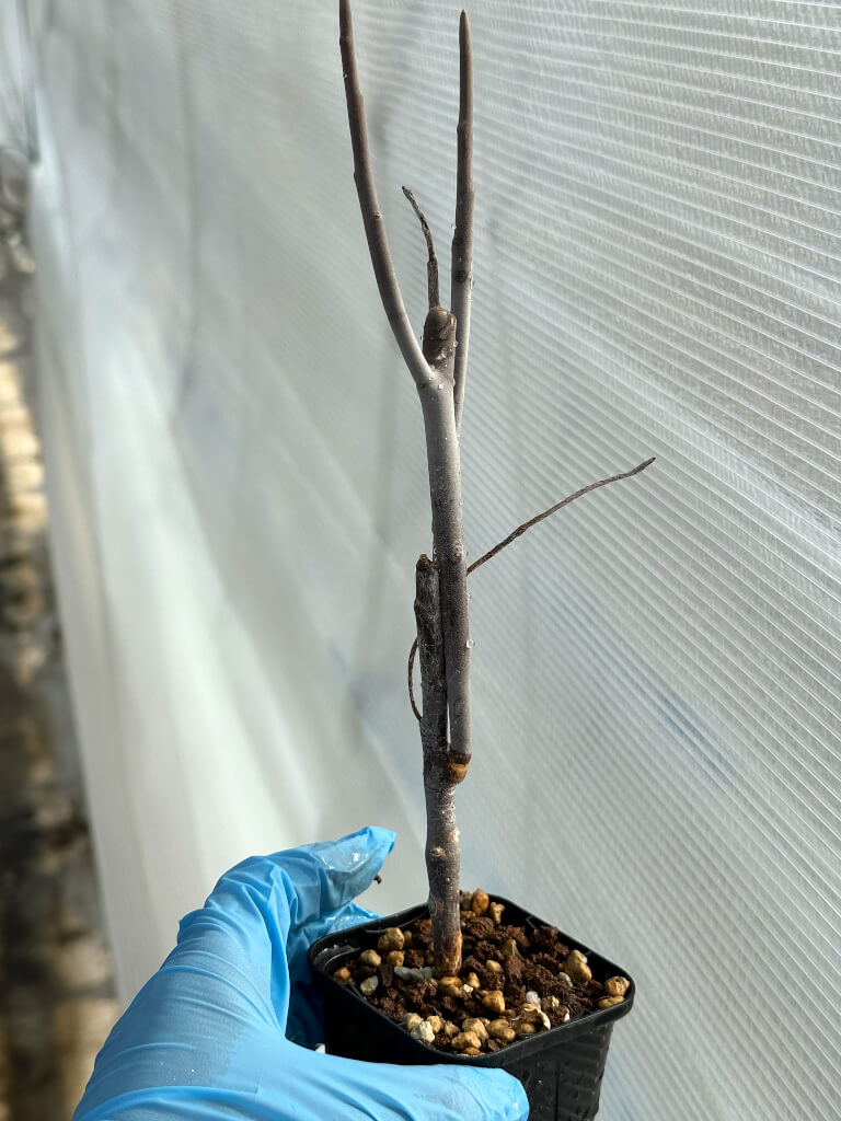 【園主おまかせ・入門株】ユーフォルビア・アルブスクラ