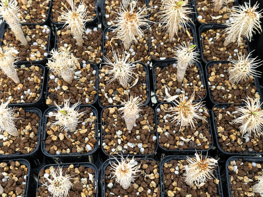 【園主おまかせ・入門株】ユーフォルビア・ギラウミニアナ