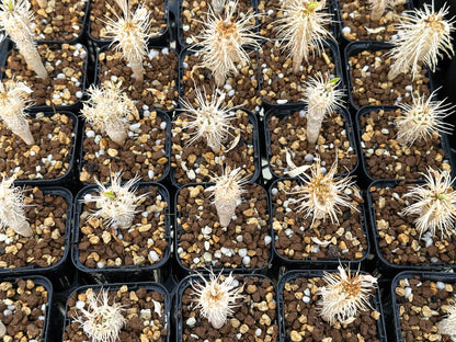 【園主おまかせ・入門株】ユーフォルビア・ギラウミニアナ