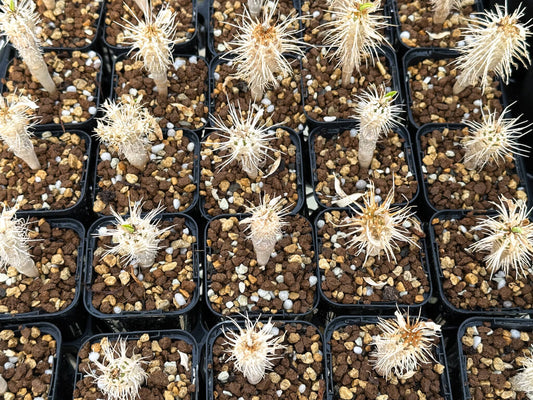 【園主おまかせ・入門株】ユーフォルビア・ギラウミニアナ