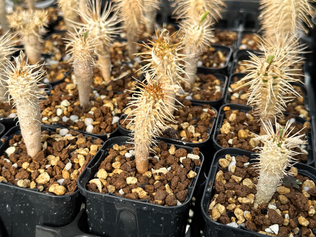 【園主おまかせ・入門株】ユーフォルビア・ギラウミニアナ