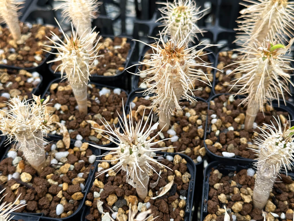 【園主おまかせ・入門株】ユーフォルビア・ギラウミニアナ