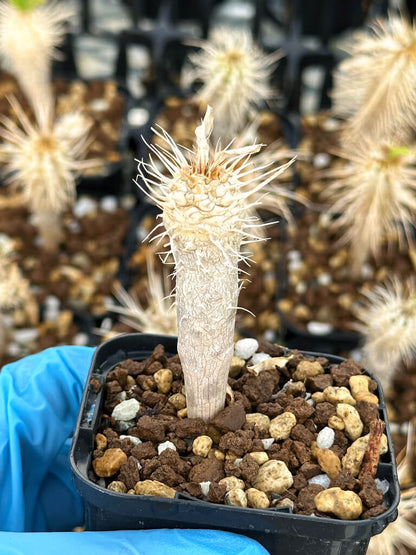 【園主おまかせ・入門株】ユーフォルビア・ギラウミニアナ