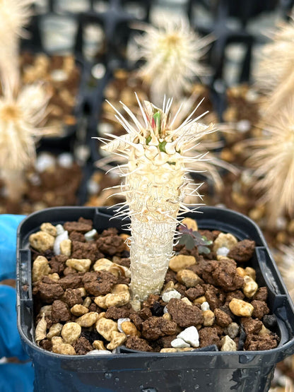 【園主おまかせ・入門株】ユーフォルビア・ギラウミニアナ