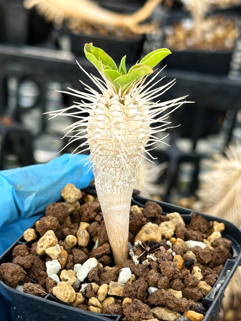 【園主おまかせ・入門株】ユーフォルビア・ギラウミニアナ