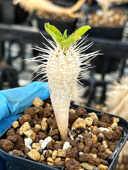 【園主おまかせ・入門株】ユーフォルビア・ギラウミニアナ