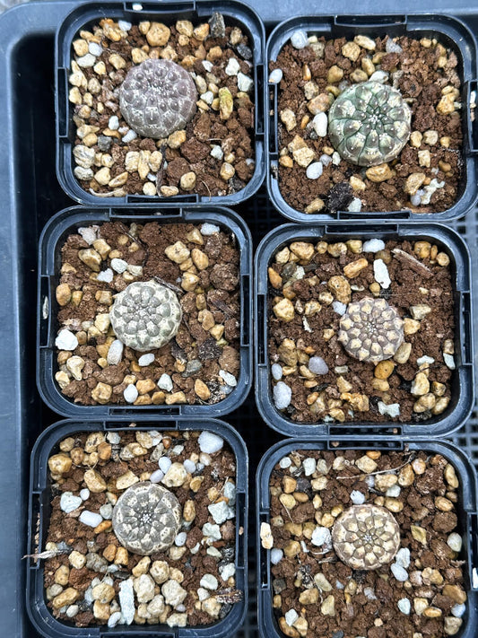 【園主おまかせ・入門株】ユーフォルビア・ギムノカリキオイデス