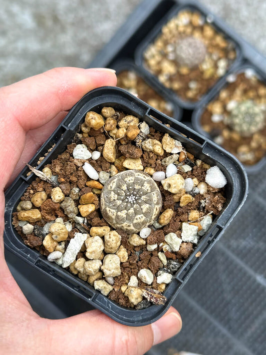 【園主おまかせ・入門株】ユーフォルビア・ギムノカリキオイデス