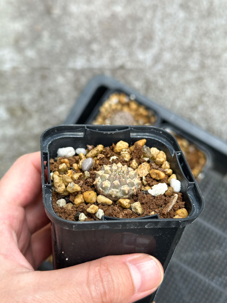 園主おまかせ・入門株】ユーフォルビア・ギムノカリキオイデス