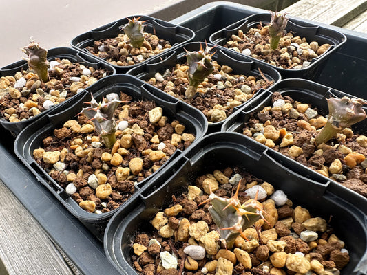 【園主おまかせ・入門株】ユーフォルビア・ムランジーナ