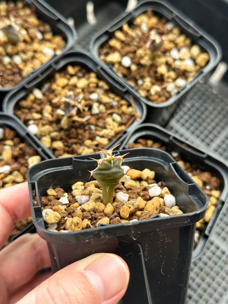 【園主おまかせ・入門株】ユーフォルビア・ムランジーナ