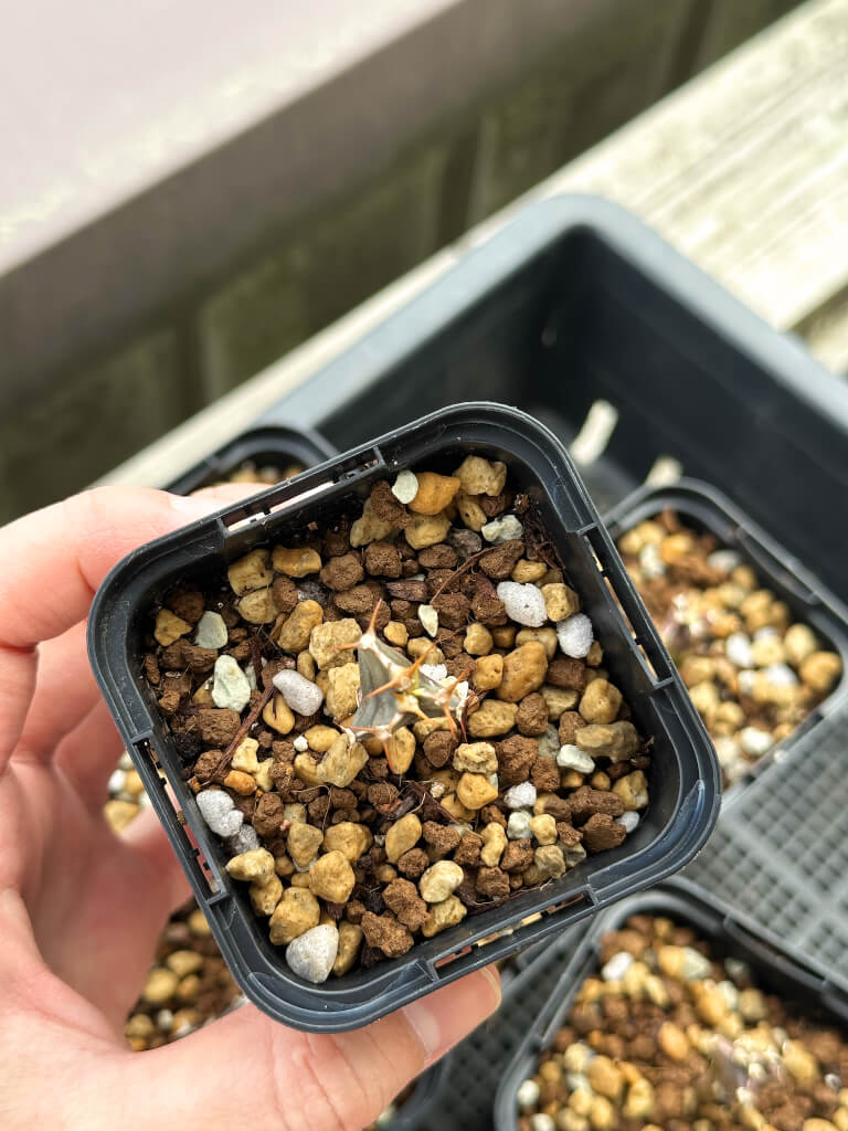 【園主おまかせ・入門株】ユーフォルビア・ムランジーナ