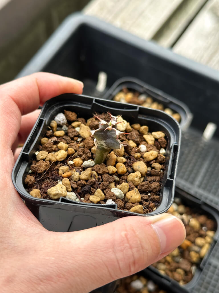 【園主おまかせ・入門株】ユーフォルビア・ムランジーナ