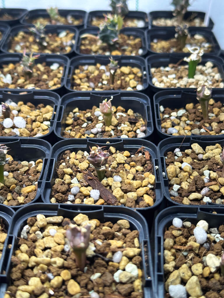 【園主おまかせ・入門株】ユーフォルビア・ムランジーナ