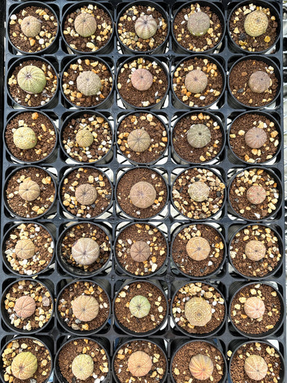 【園主おまかせ・入門株】ユーフォルビア・オベサ