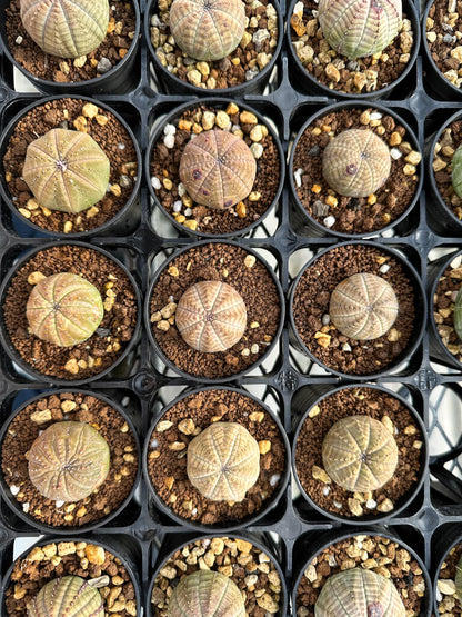 【園主おまかせ・入門株】ユーフォルビア・オベサ