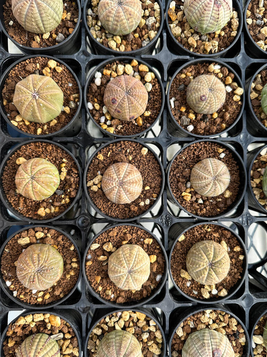 【園主おまかせ・入門株】ユーフォルビア・オベサ