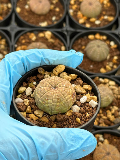 【園主おまかせ・入門株】ユーフォルビア・オベサ