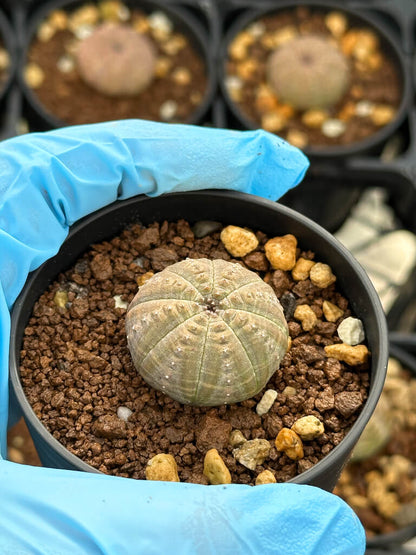 【園主おまかせ・入門株】ユーフォルビア・オベサ