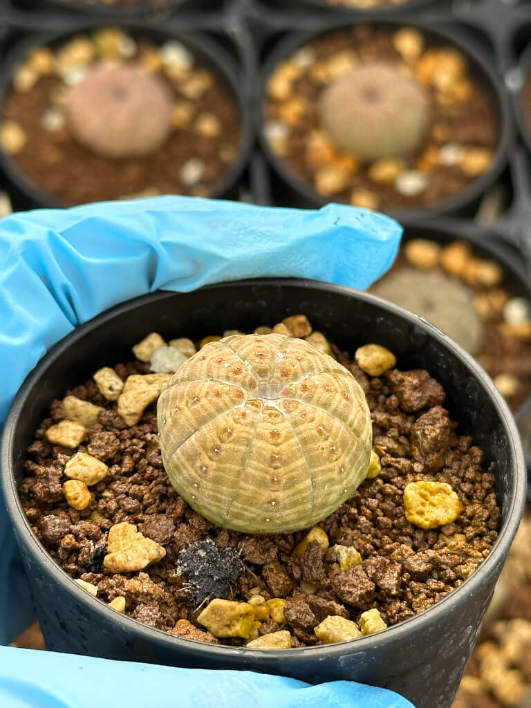 【園主おまかせ・入門株】ユーフォルビア・オベサ