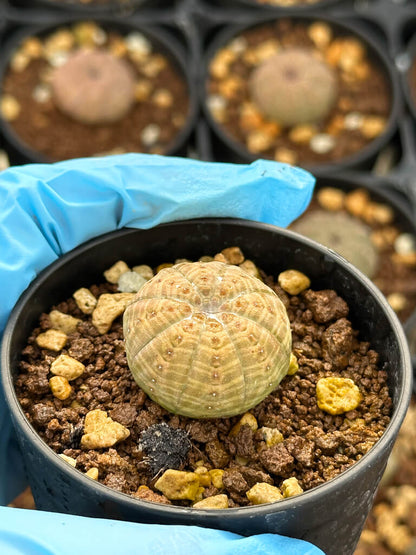 【園主おまかせ・入門株】ユーフォルビア・オベサ