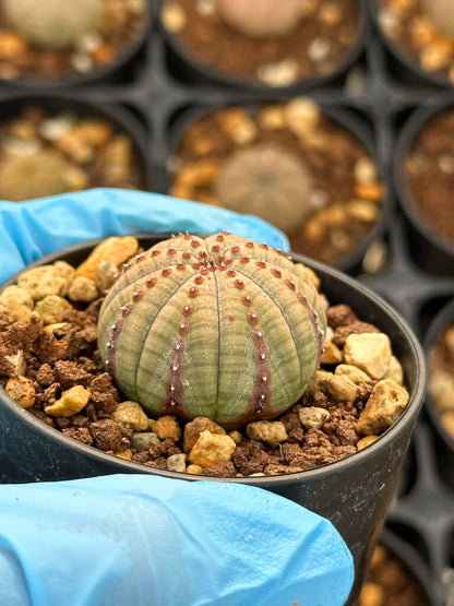 【園主おまかせ・入門株】ユーフォルビア・オベサ