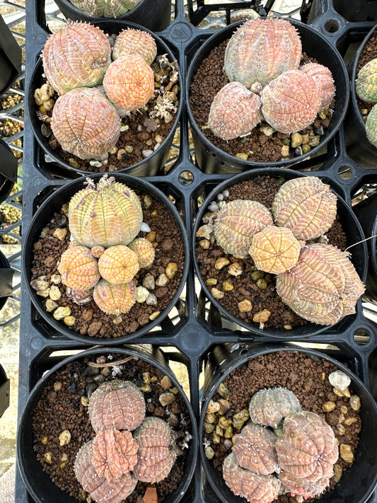 【園主おまかせ・入門株】ユーフォルビア・オベサ