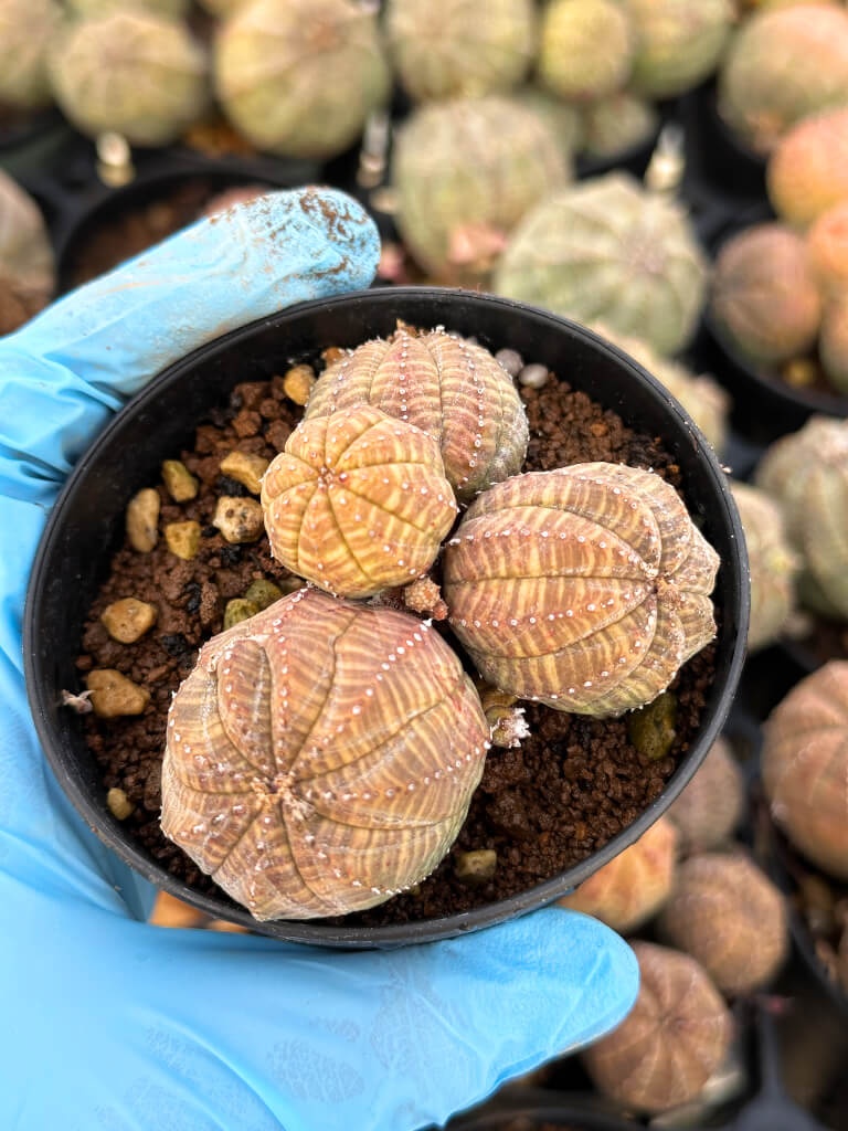 【園主おまかせ・入門株】ユーフォルビア・オベサ