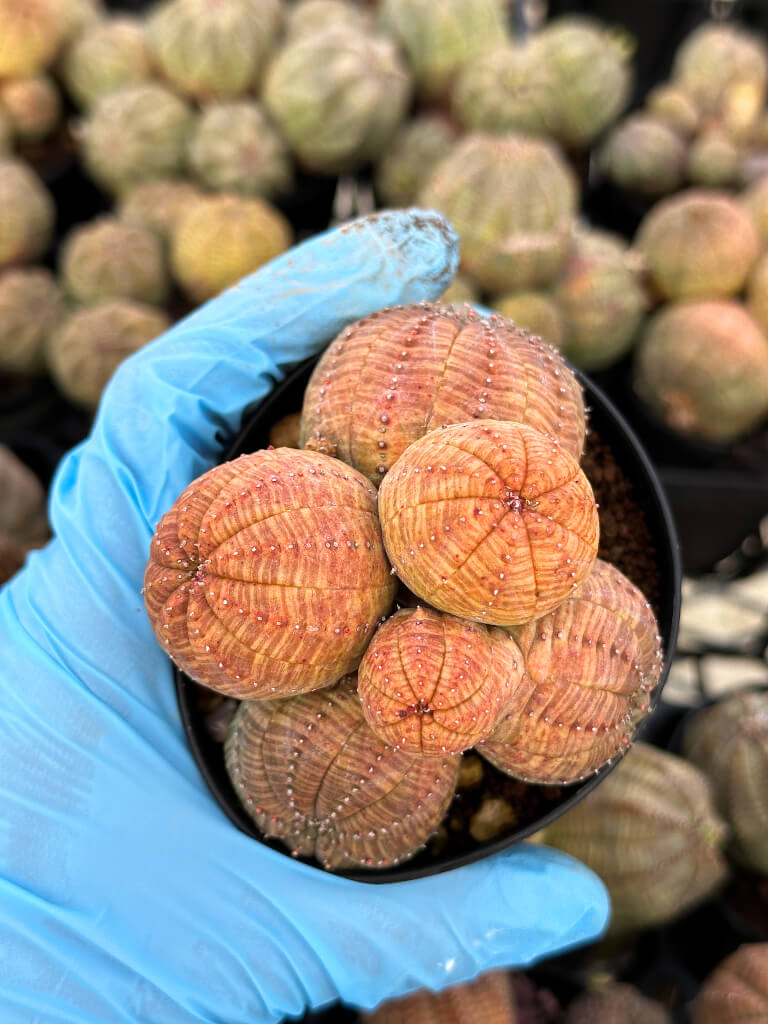 【園主おまかせ・入門株】ユーフォルビア・オベサ