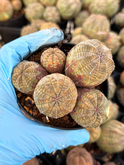 【園主おまかせ・入門株】ユーフォルビア・オベサ