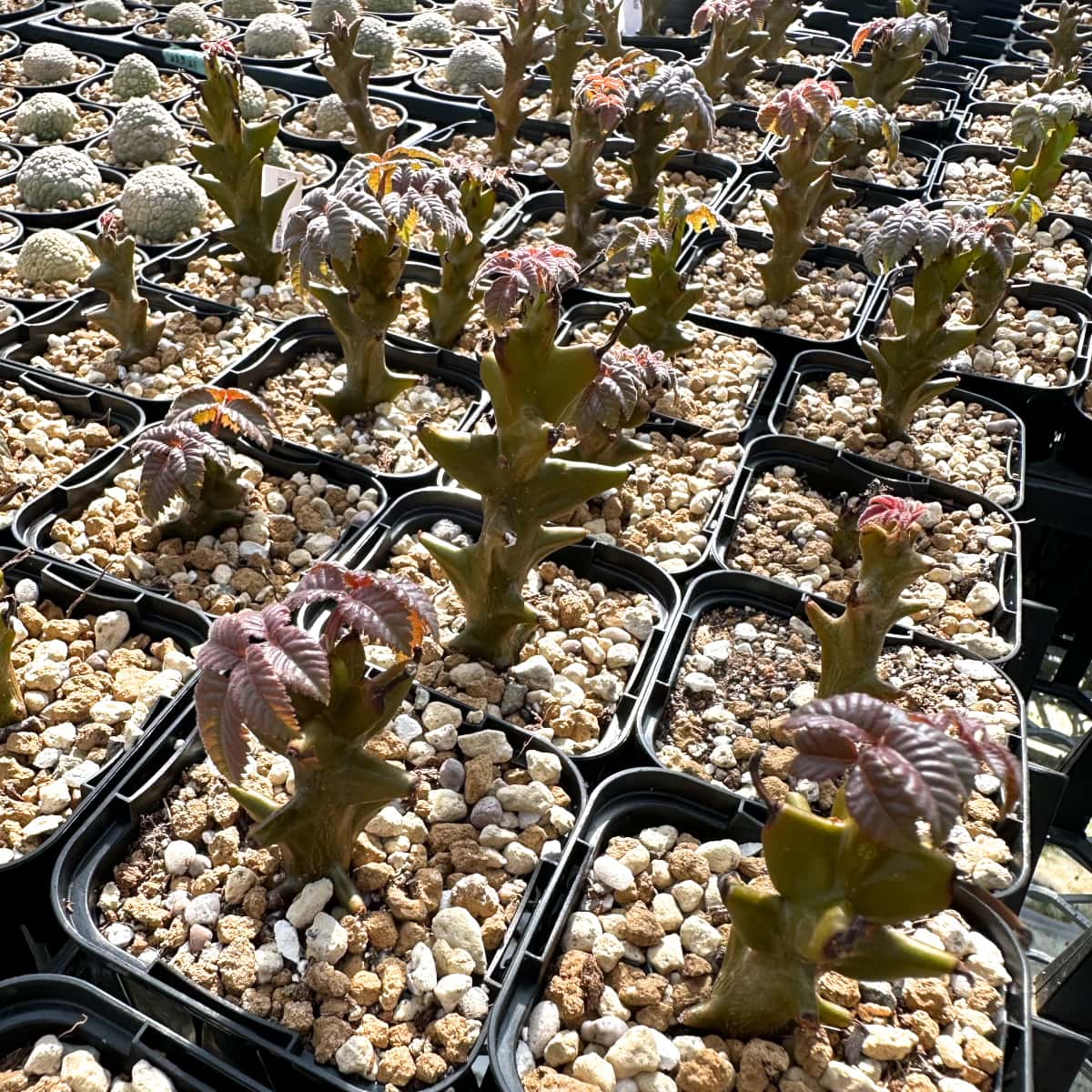 【園主おまかせ・入門株】ベイセリア・メキシカーナBeiselia mexicana