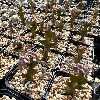 【園主おまかせ・入門株】ベイセリア・メキシカーナBeiselia mexicana