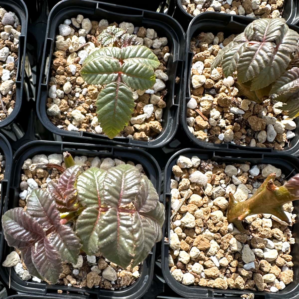 【園主おまかせ・入門株】ベイセリア・メキシカーナBeiselia mexicana