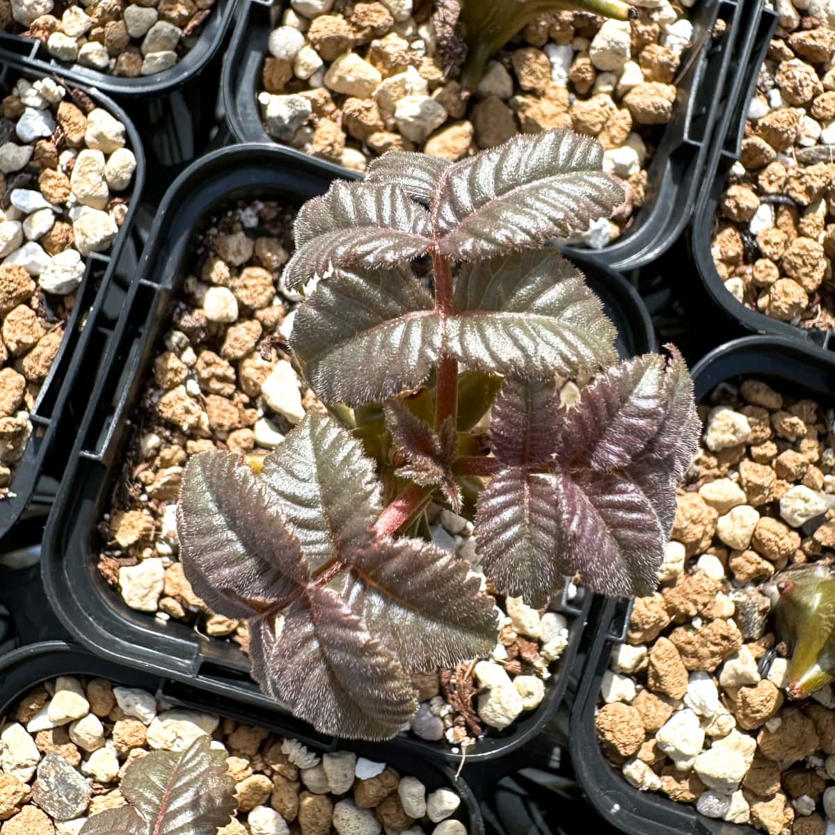 【園主おまかせ・入門株】ベイセリア・メキシカーナBeiselia mexicana