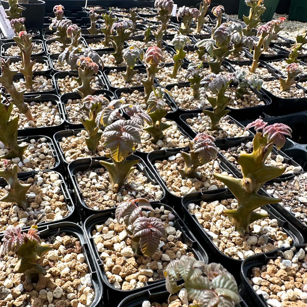 【園主おまかせ・入門株】ベイセリア・メキシカーナBeiselia mexicana