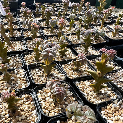 【園主おまかせ・入門株】ベイセリア・メキシカーナBeiselia mexicana